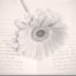 flower-on-the-book-1357741398aOa